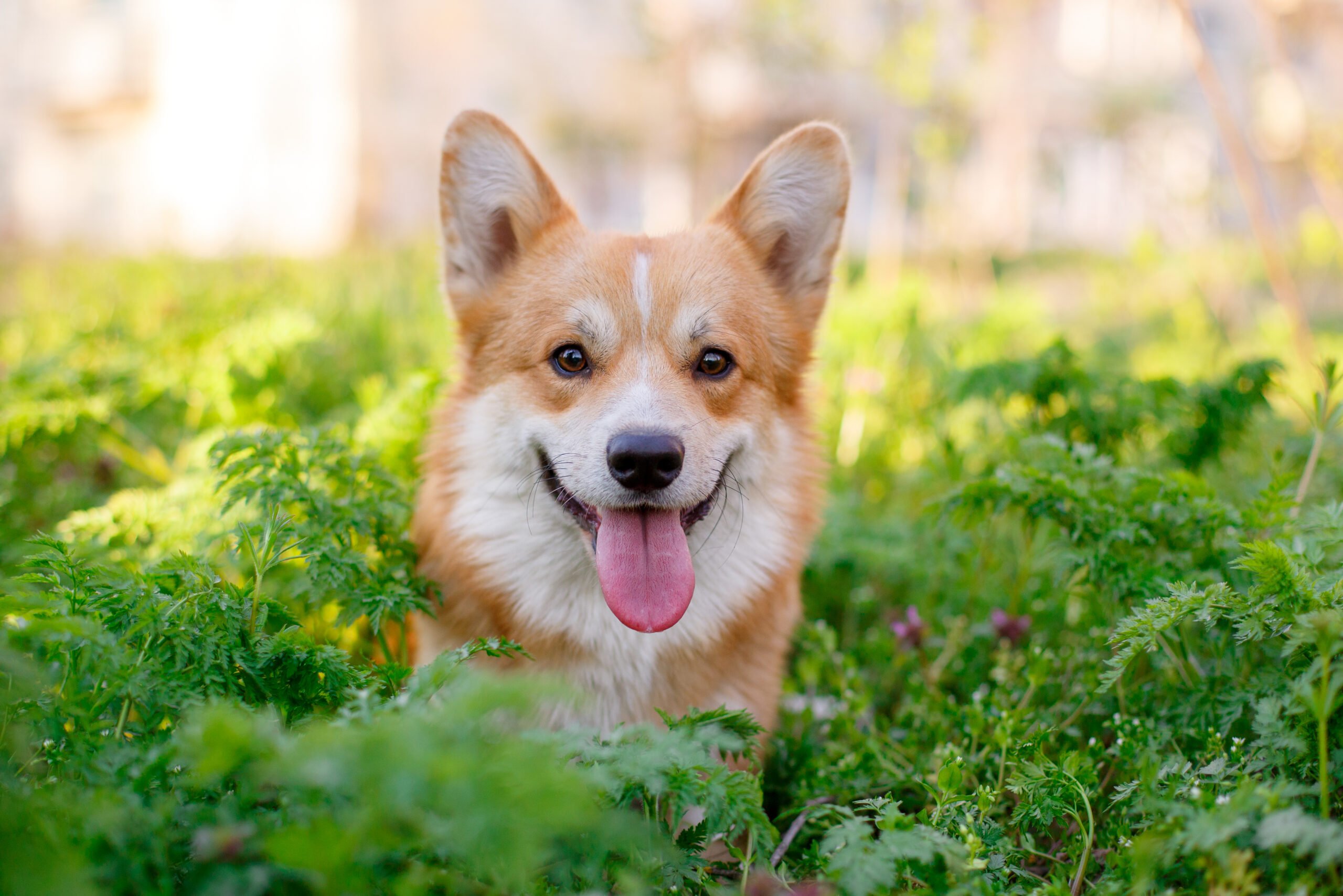 Sfaturi utile despre cum să vă pregătiți grădina atunci când obțineți un câine
