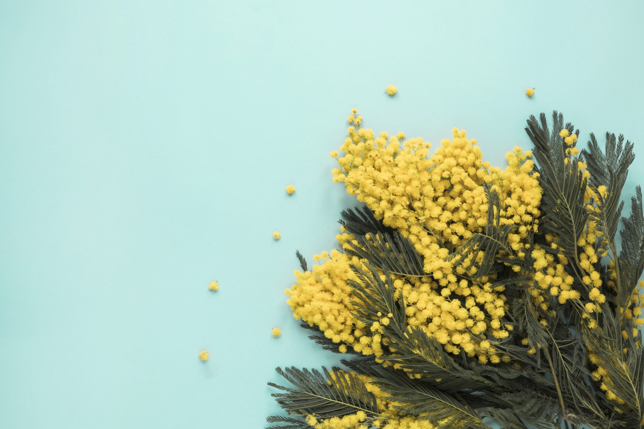 Mimoza – plantare, îngrijire, curiozități. Cum să ai grijă de unele dintre cele mai delicate flori?